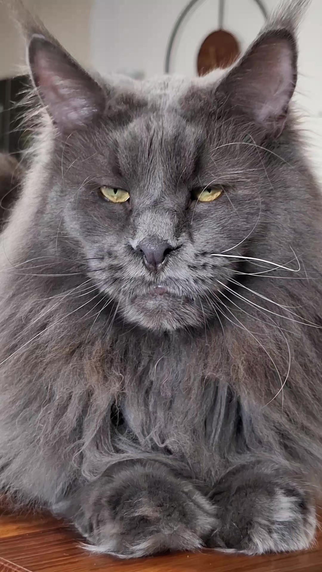 @Ragnar the Maine Coon 🐈