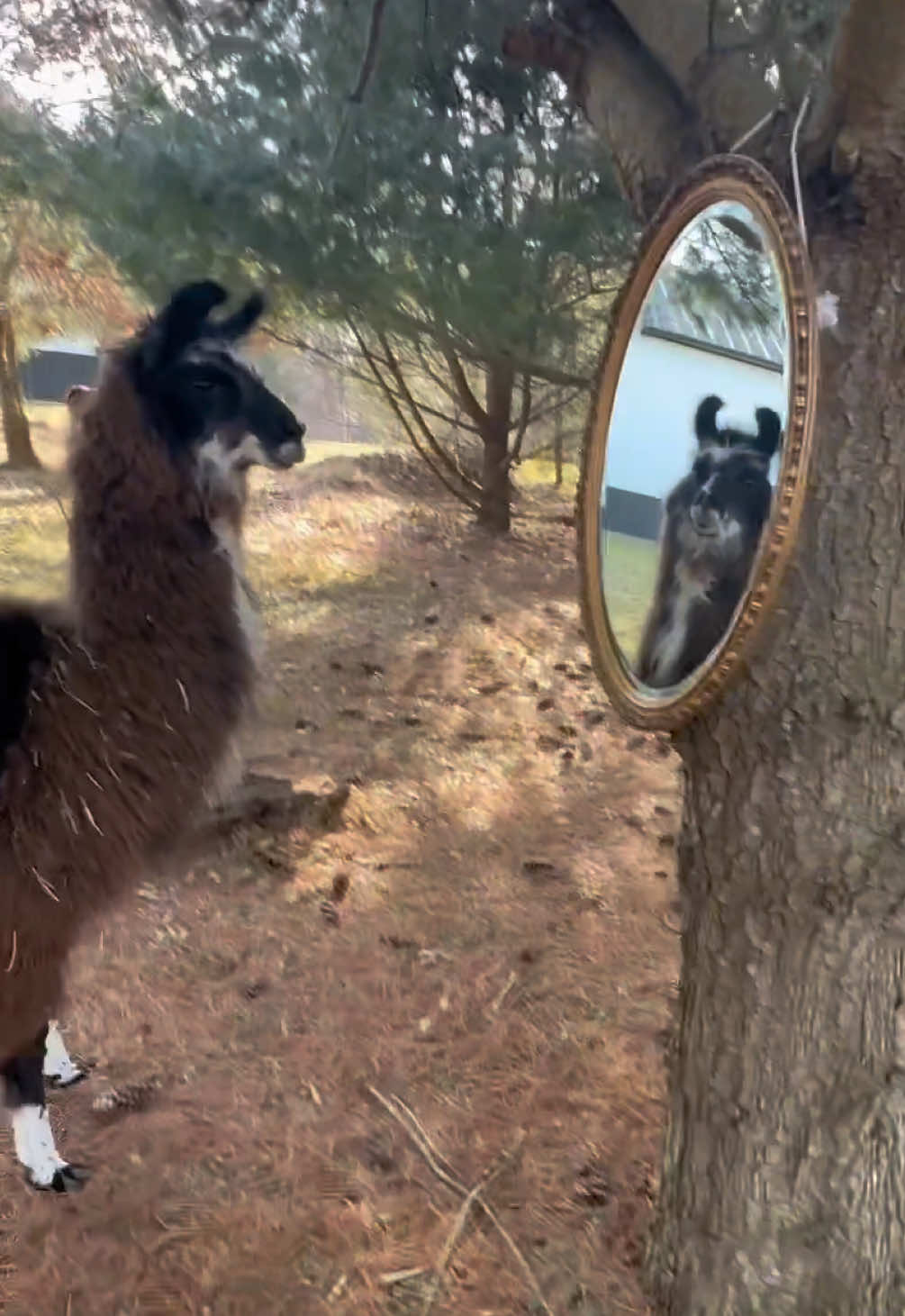 @The Packing Llamas