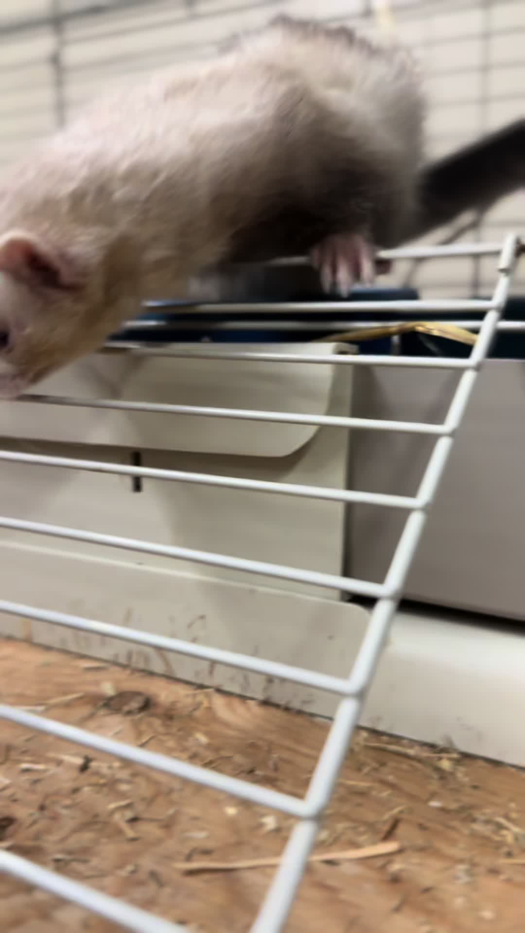 @Anchorage Animal Care Control