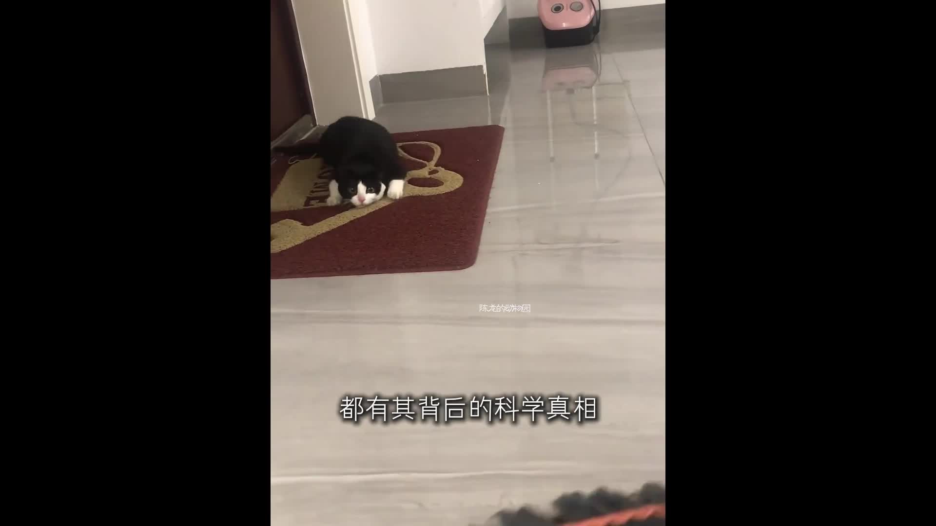 @chaobao0254
