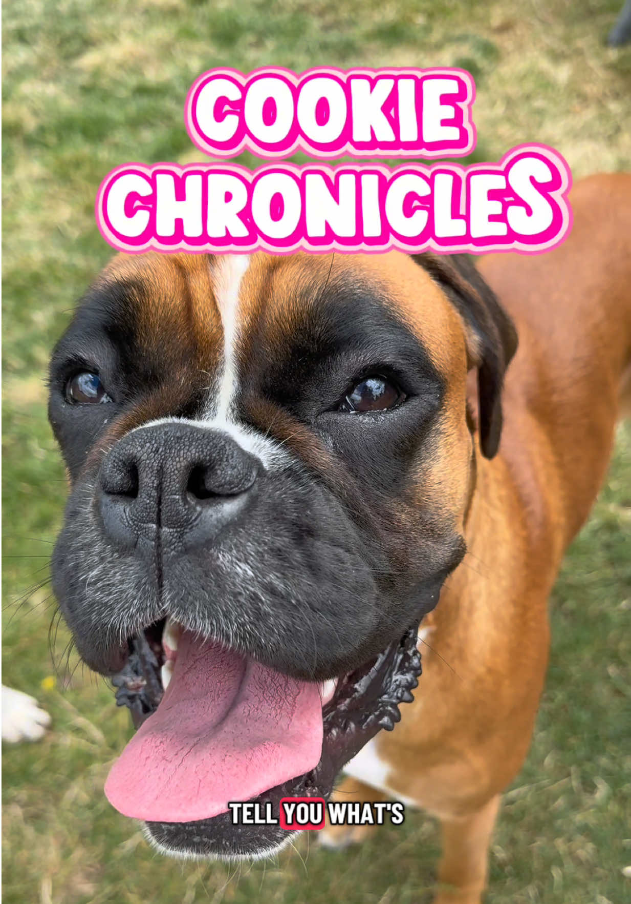 @boxermadness