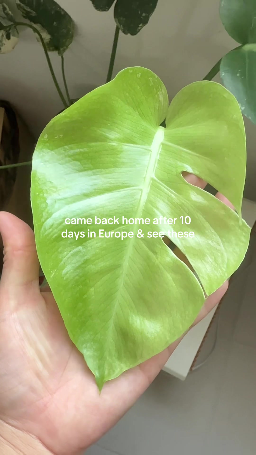@Erin | Plants + Lifestyle