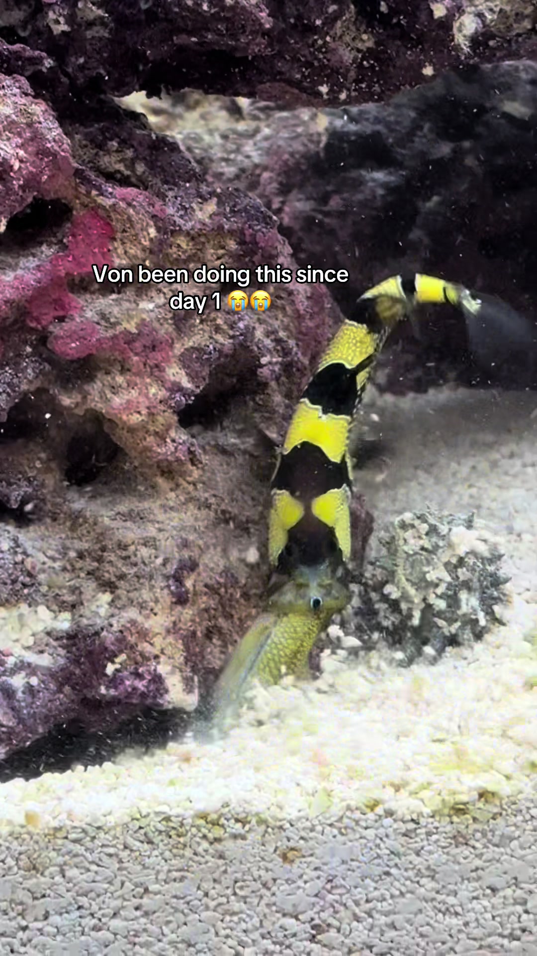 @ReefSync