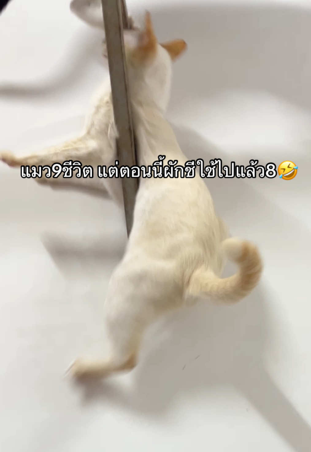 @pipotaropanda