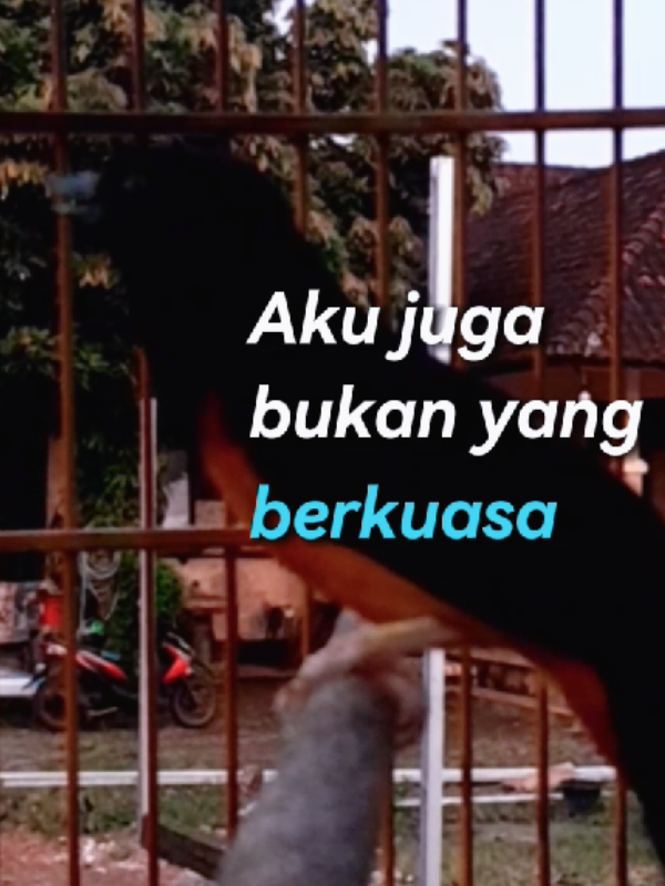 @DEN BAGUS