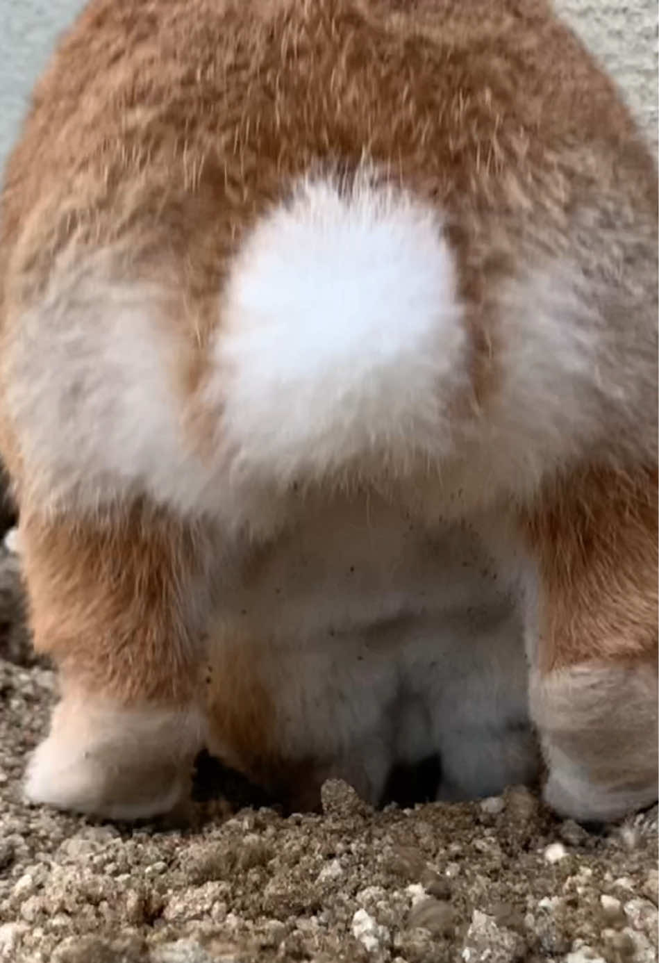 @rabbit man