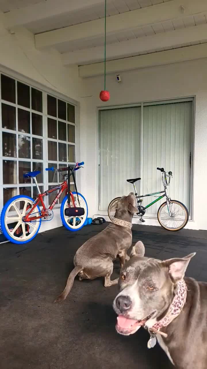 @Just Loko 🐶🐕😍