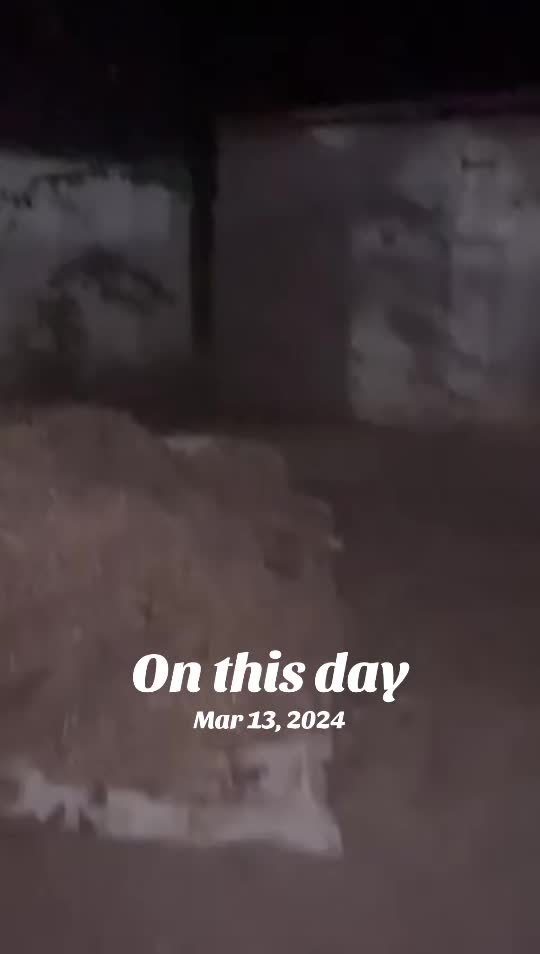 @Neite@Decimus.Papillonvert