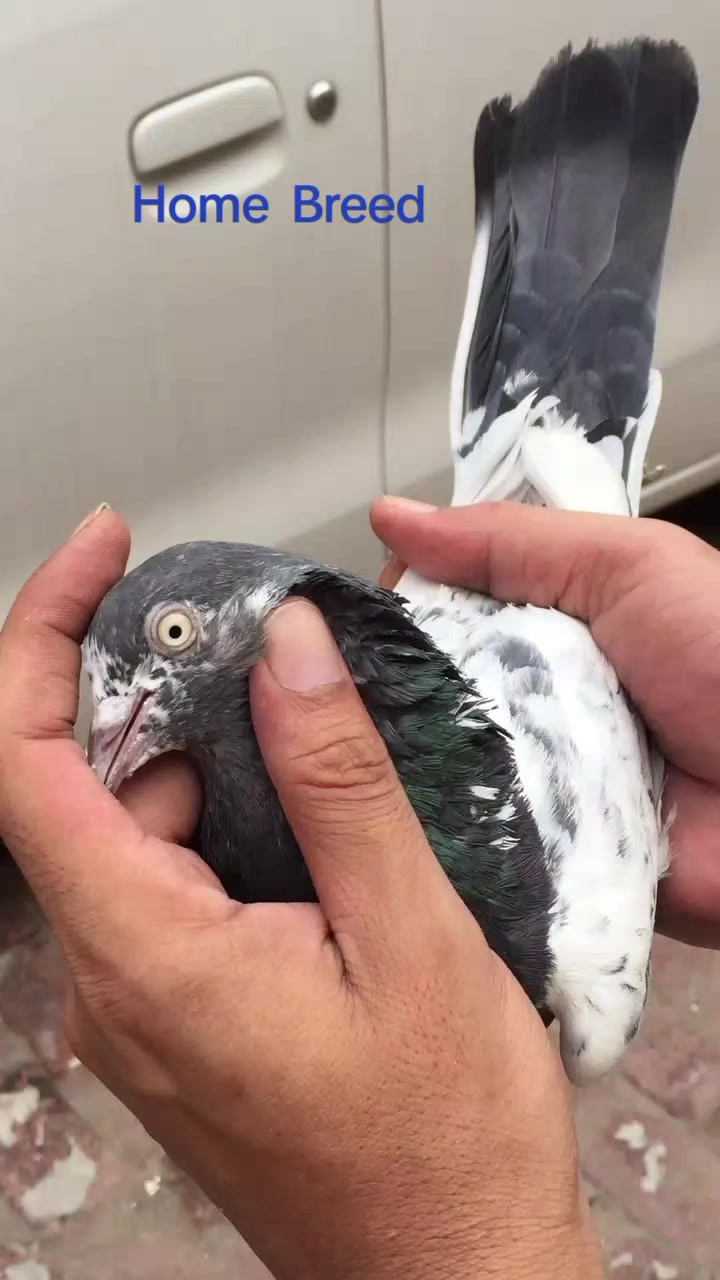 @Gujjar🦅