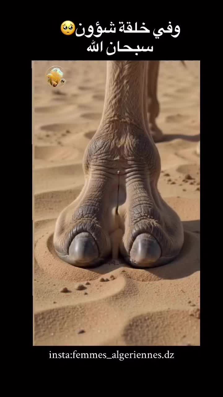 @غدران البلوشي