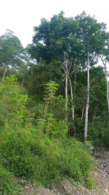 @Tu🥺Flako🥺504🇭🇳