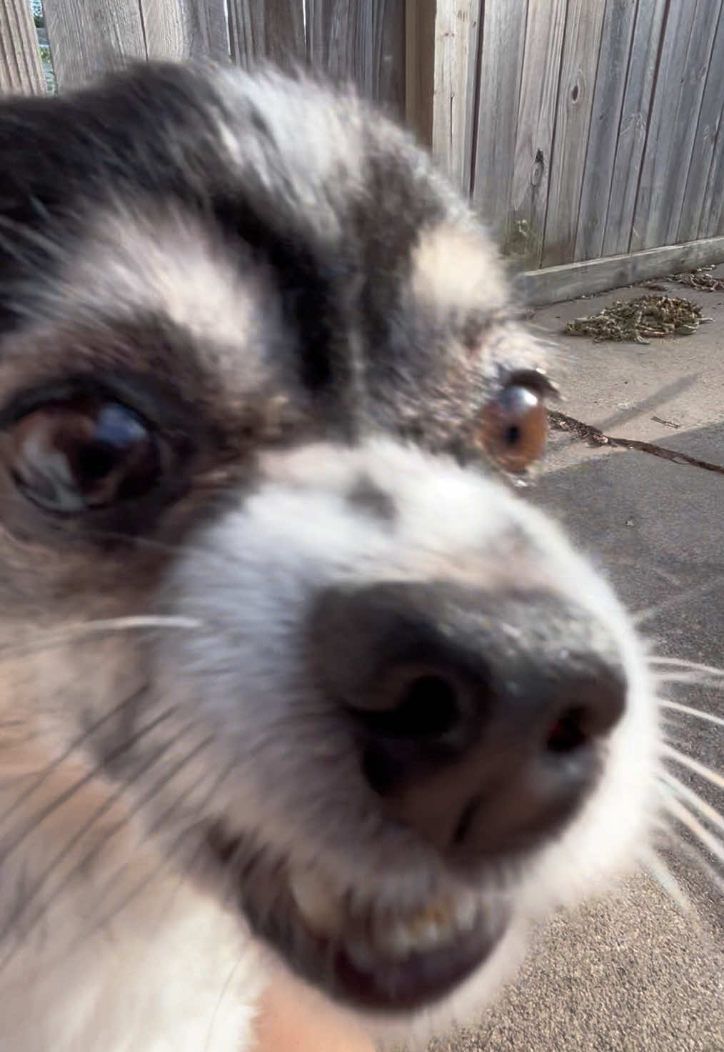 @DoggoDogz
