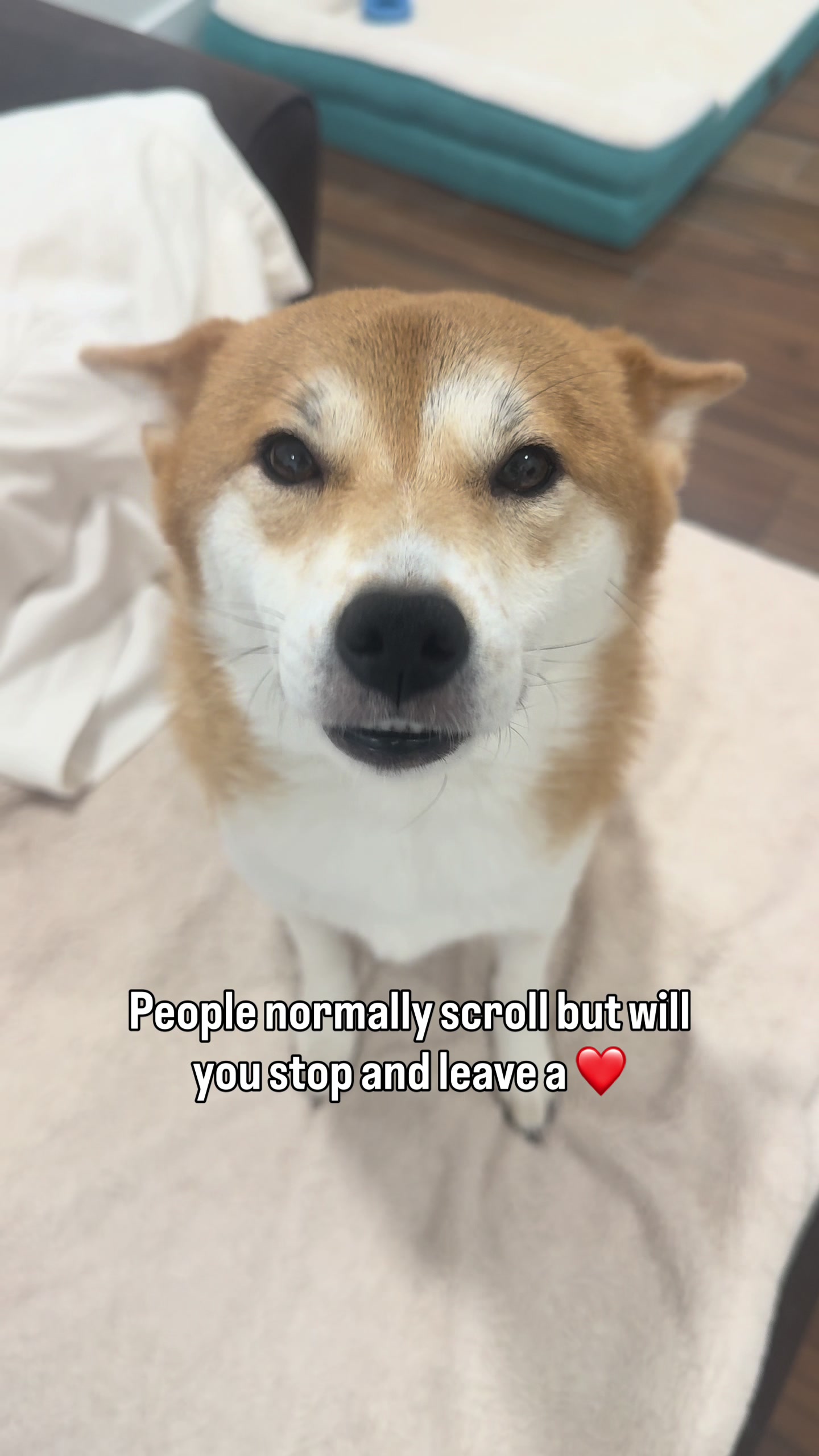 @Flock of Shibas 🐕🐕🐕