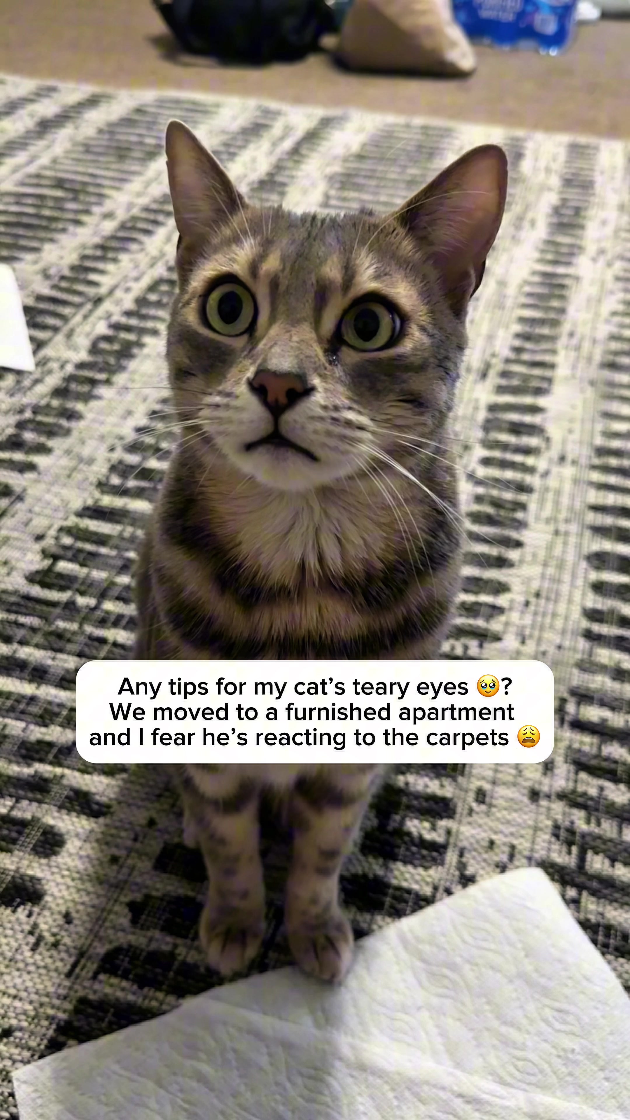 @Mochi the Bengal