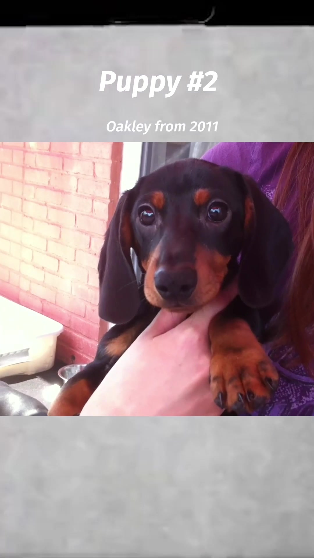 @Crusoe the Dachshund