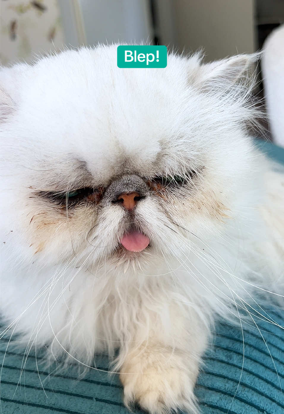 @Dutchkittycat