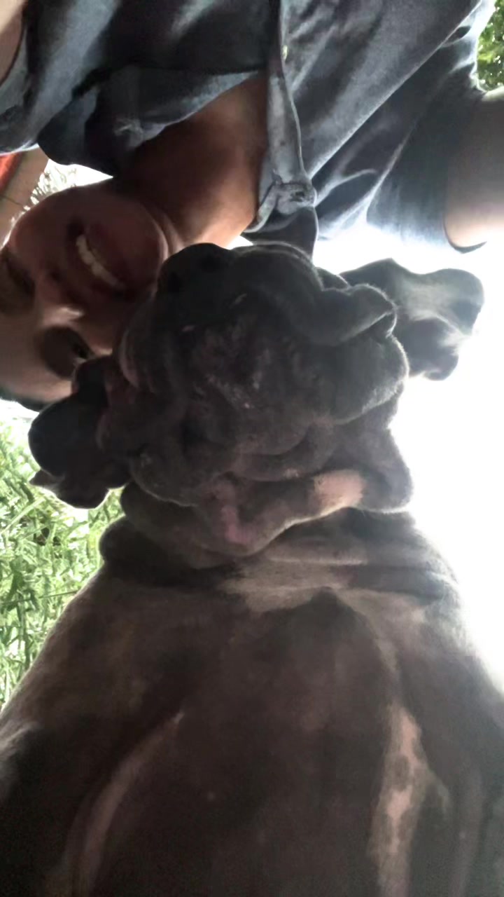 @Mafiacanecorso