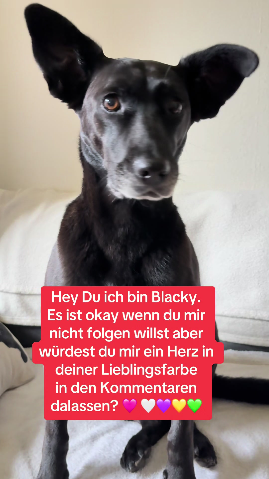 @BLACKY 🐶🐾