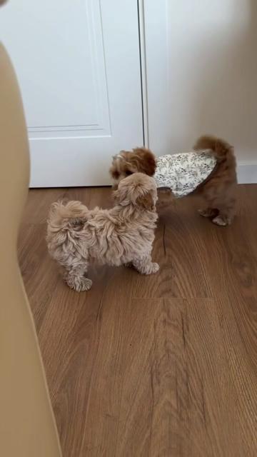 @Maltipoo Puppy Place