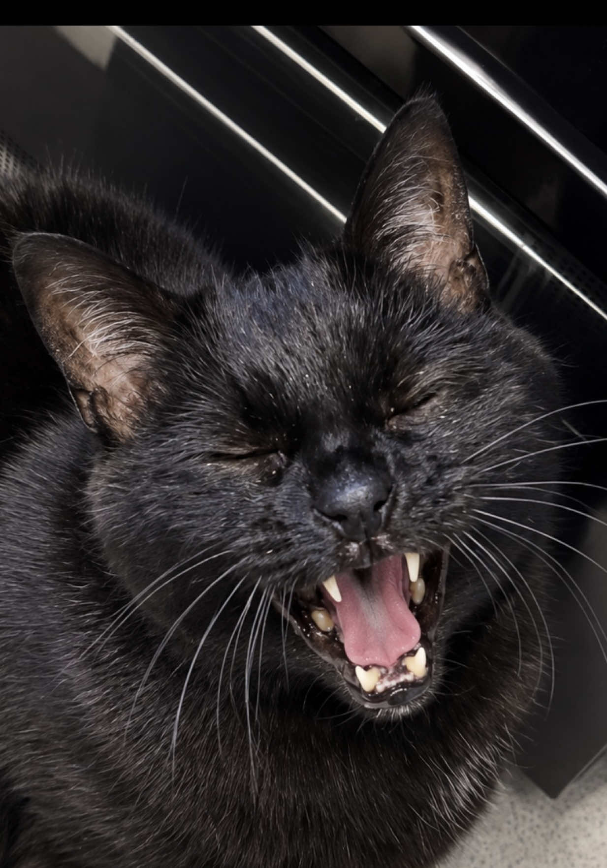 @Teefie_tribe 🐈&zwj;⬛🐈&zwj;⬛🐈🦷🦷