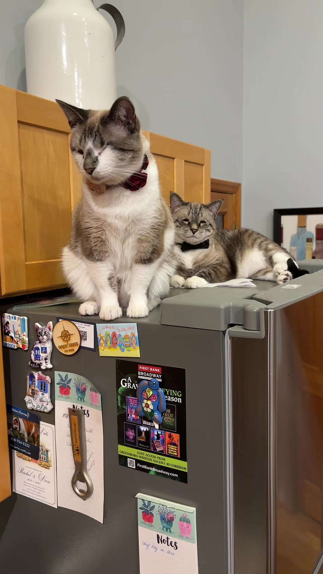 @bellkittiesmom