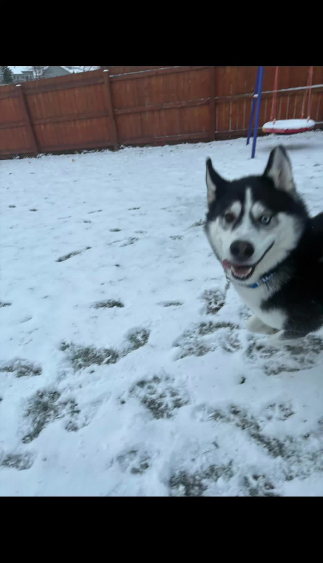 @SHARPofNY SiberianHusky Rescue