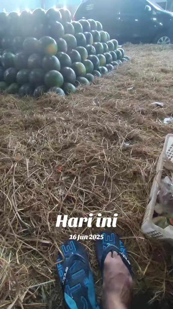 @supplier sayur dan buah sby