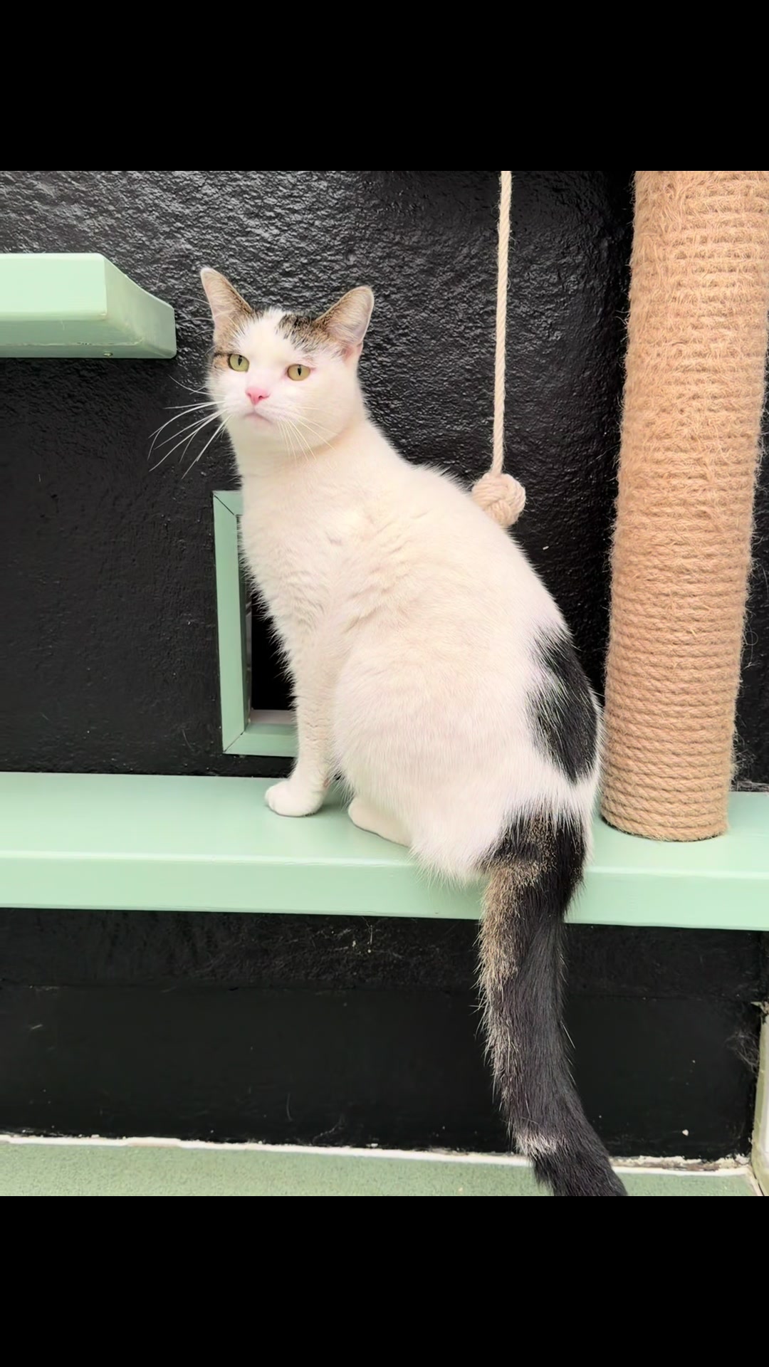 @Herongate Village Cattery
