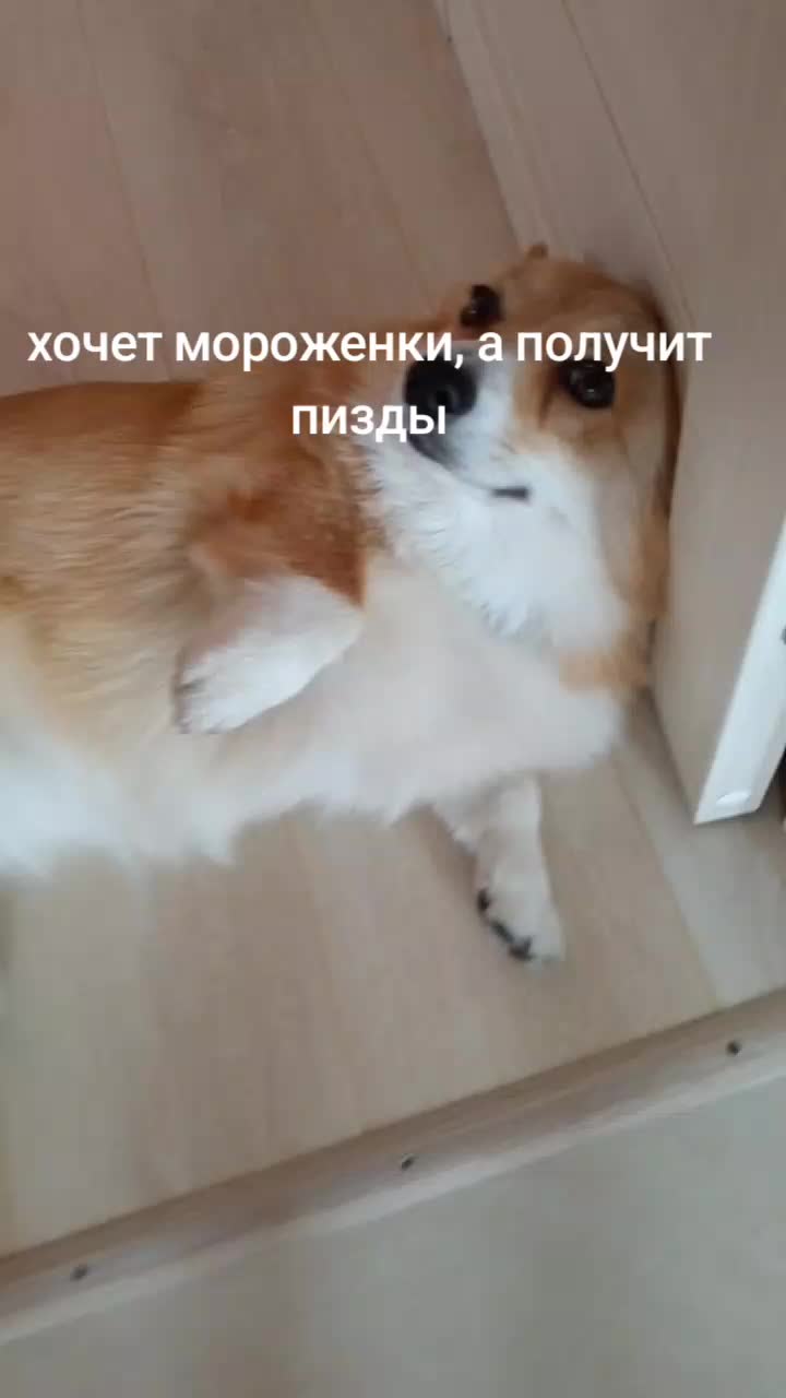 @Корги Боня@