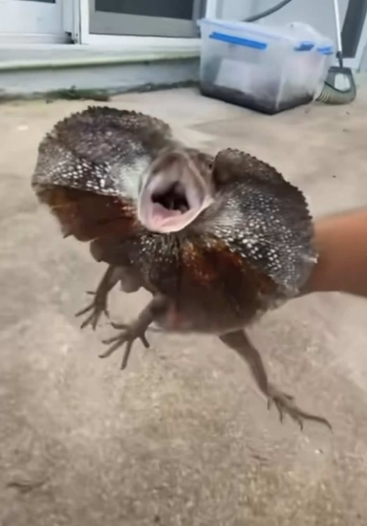 @Tommys_reptiles