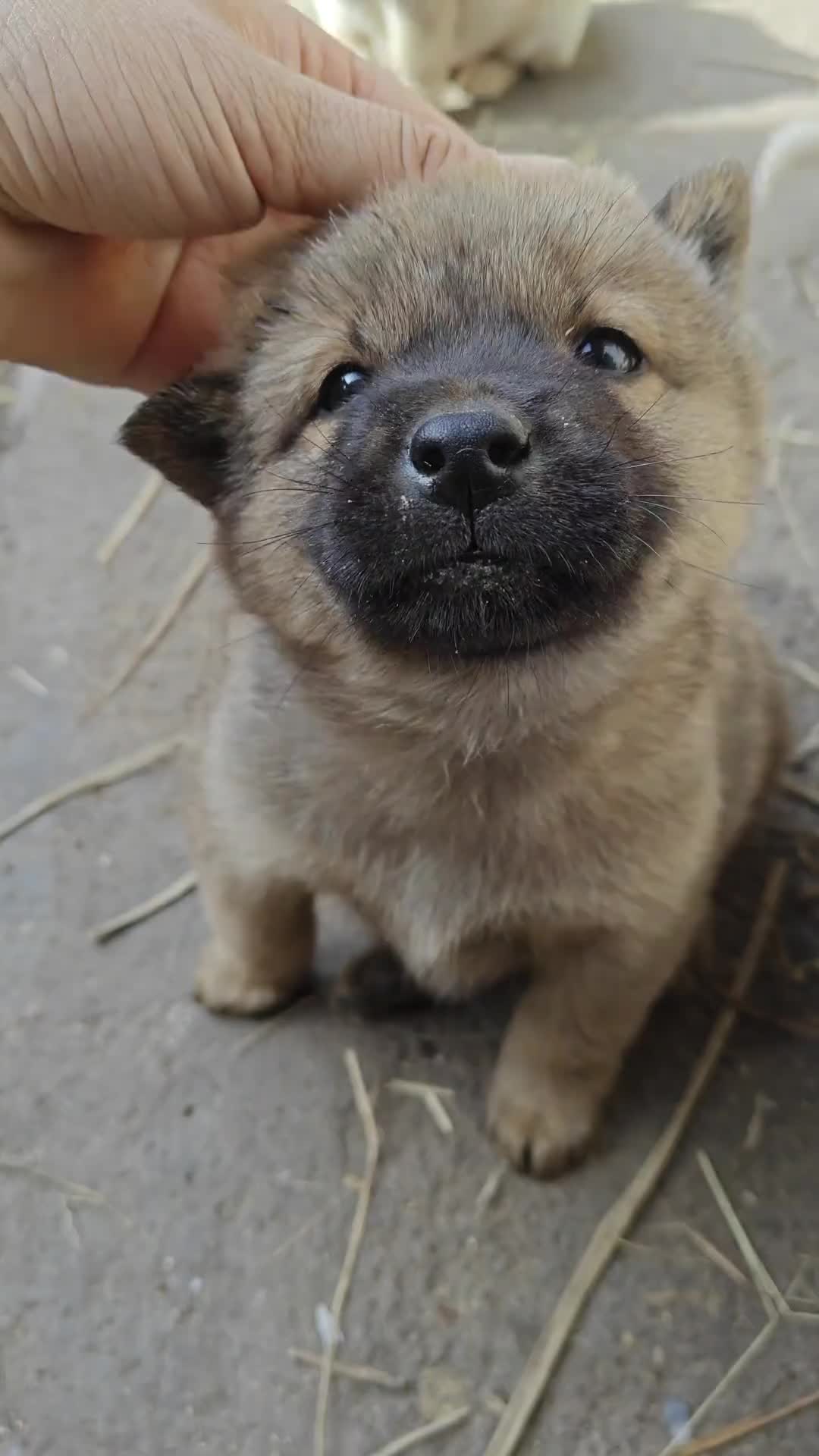 @MeowWoofMoments