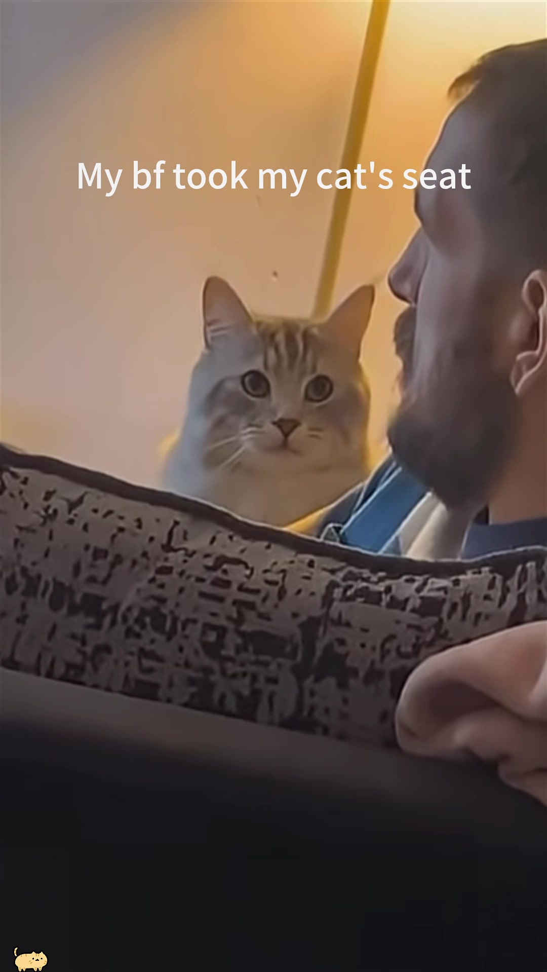 @Funny cat 520