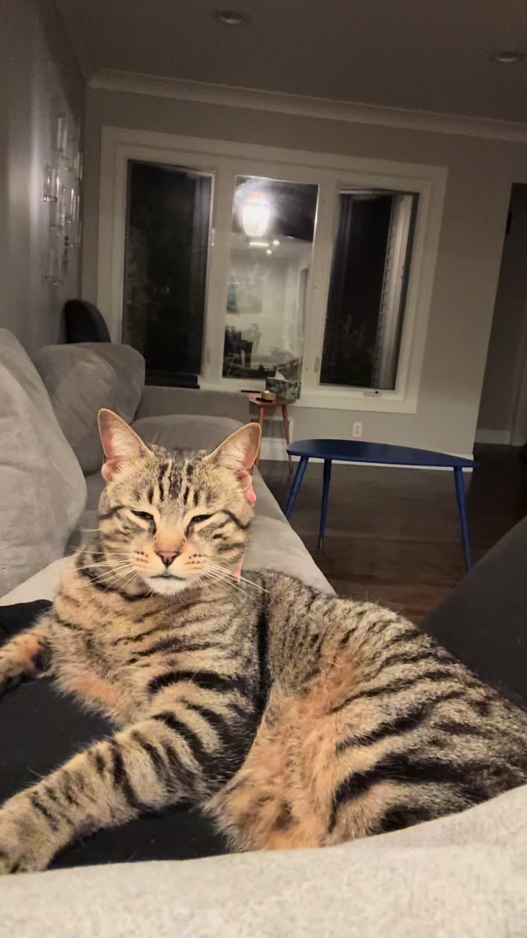 @Coby the Cat 🐾