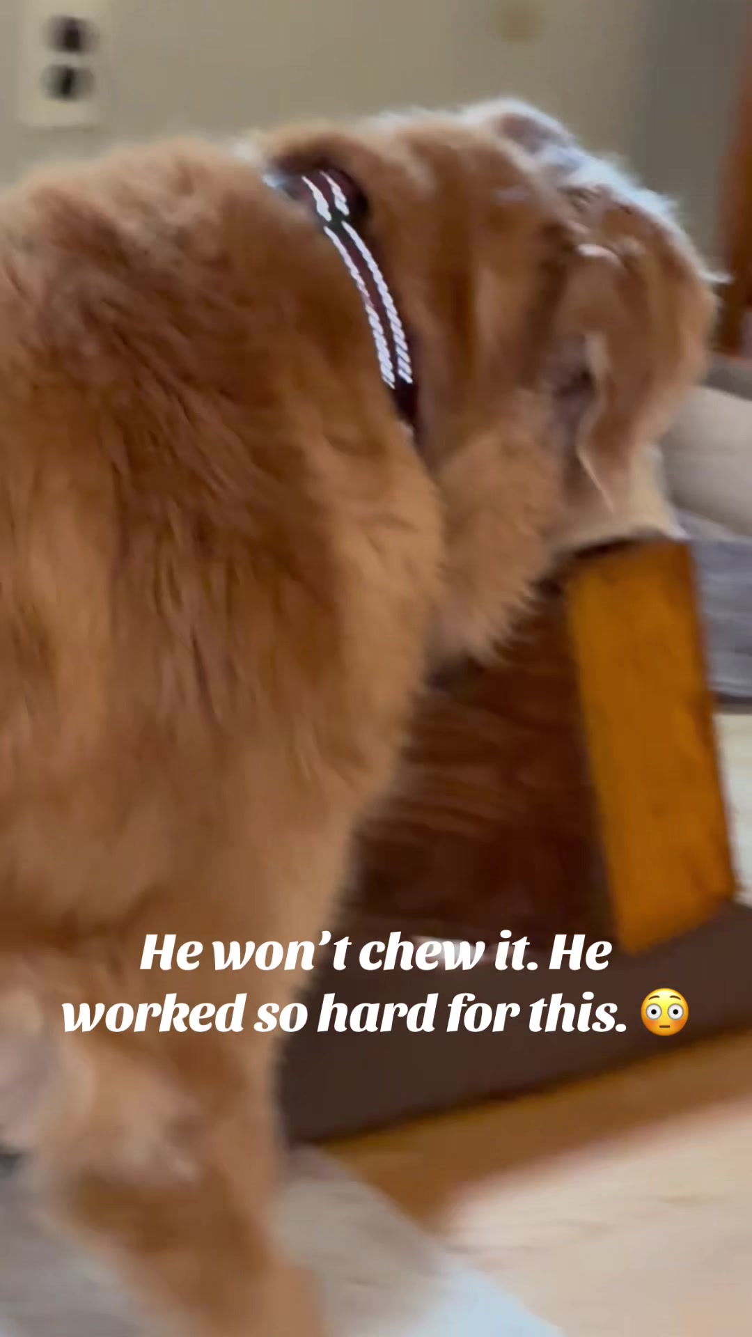 @lifewithduke2025