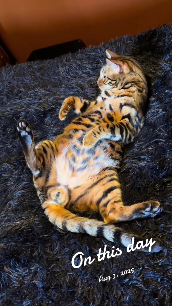 @Tiny Leopard Cats