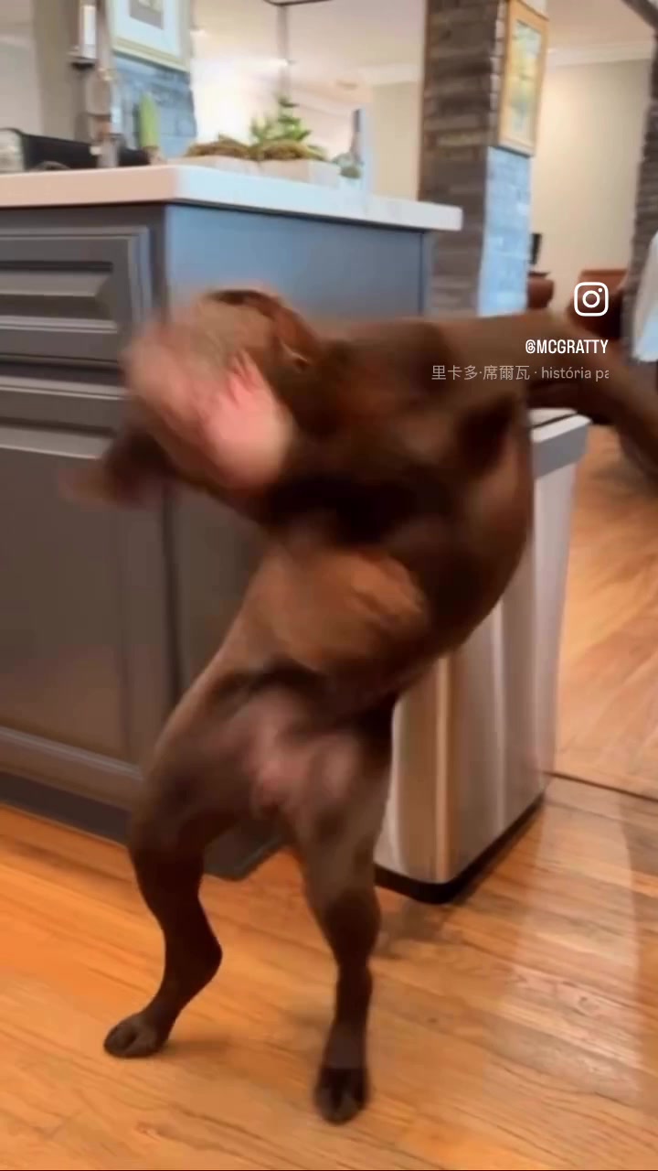 @Maggie the talking Dog