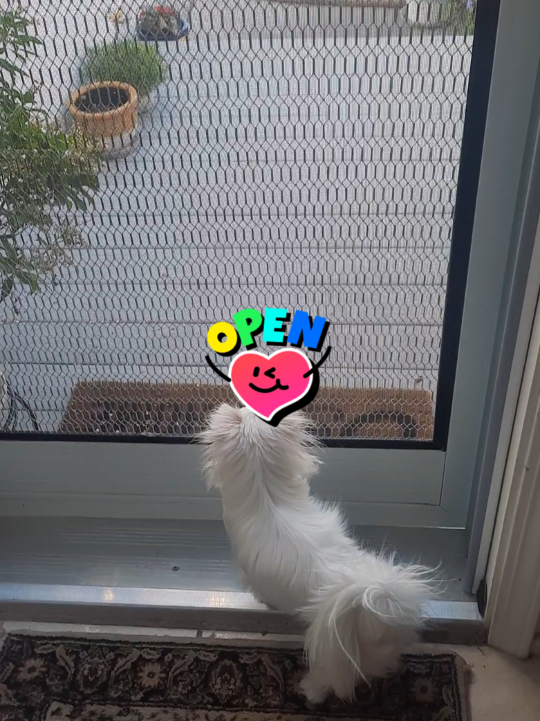 @danasdailydoodles