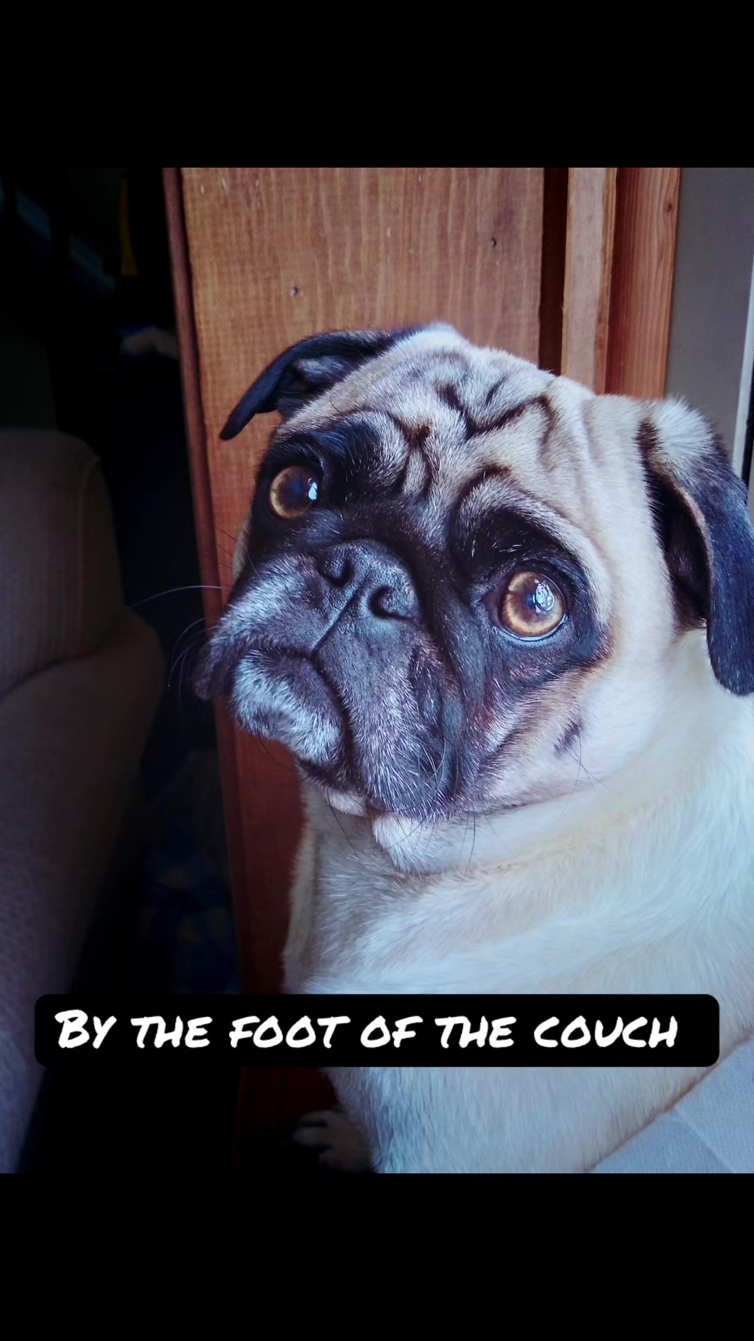 @pugloversuperhero