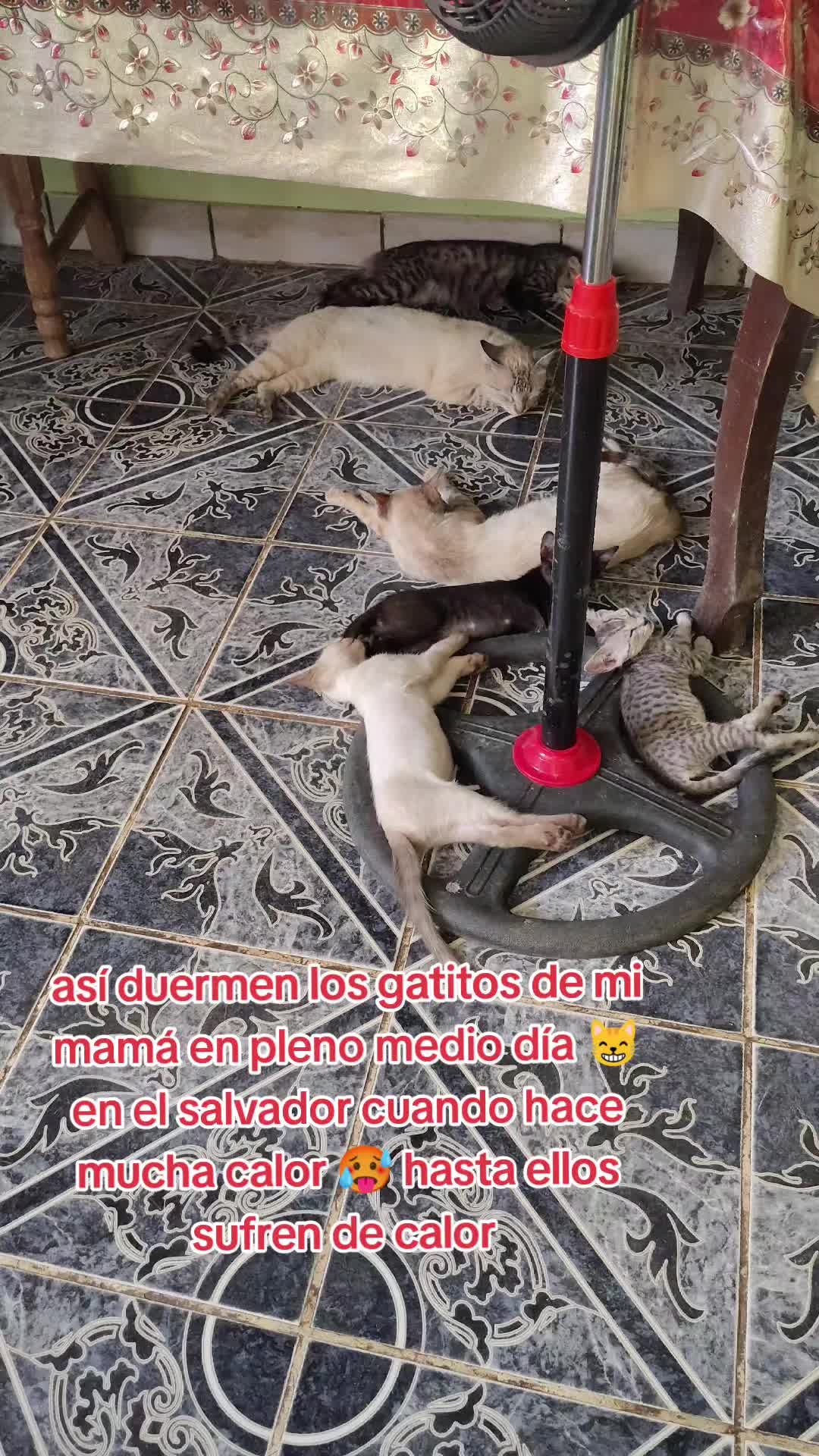 @Charlotte🐕&zwj;🦺🐈🐕🦬🐐🐎🐄🐒