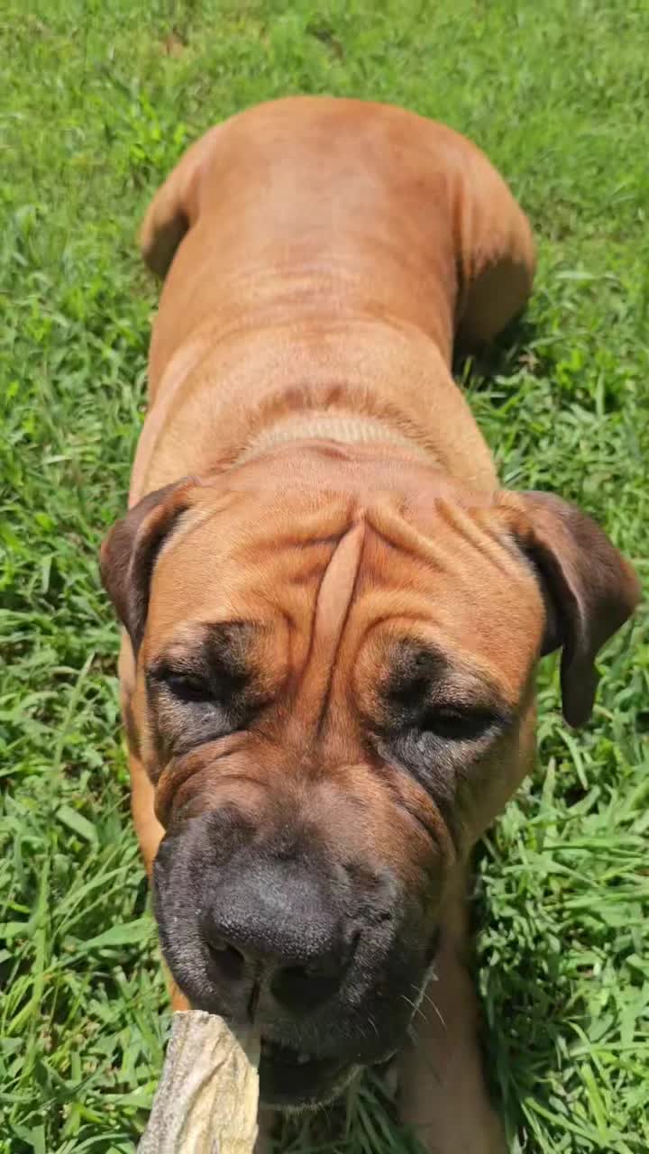 @Southern Shade Boerboels