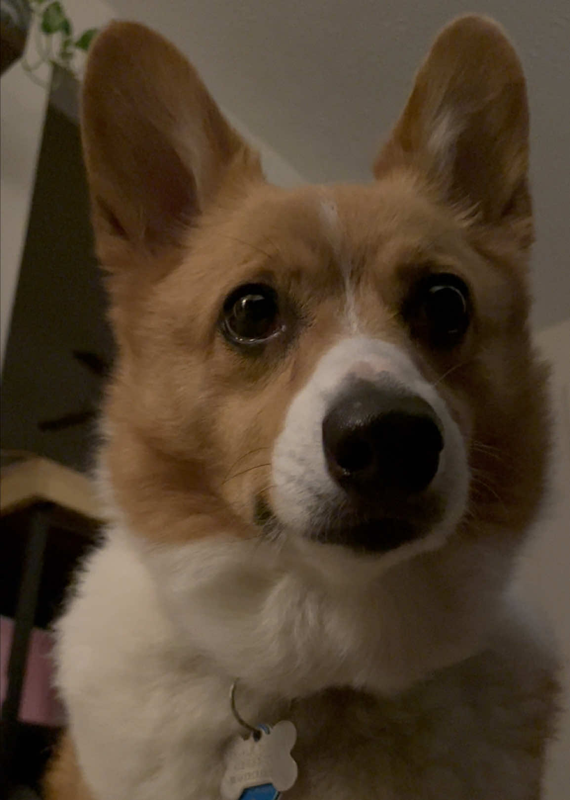 @Charlie the Corgi
