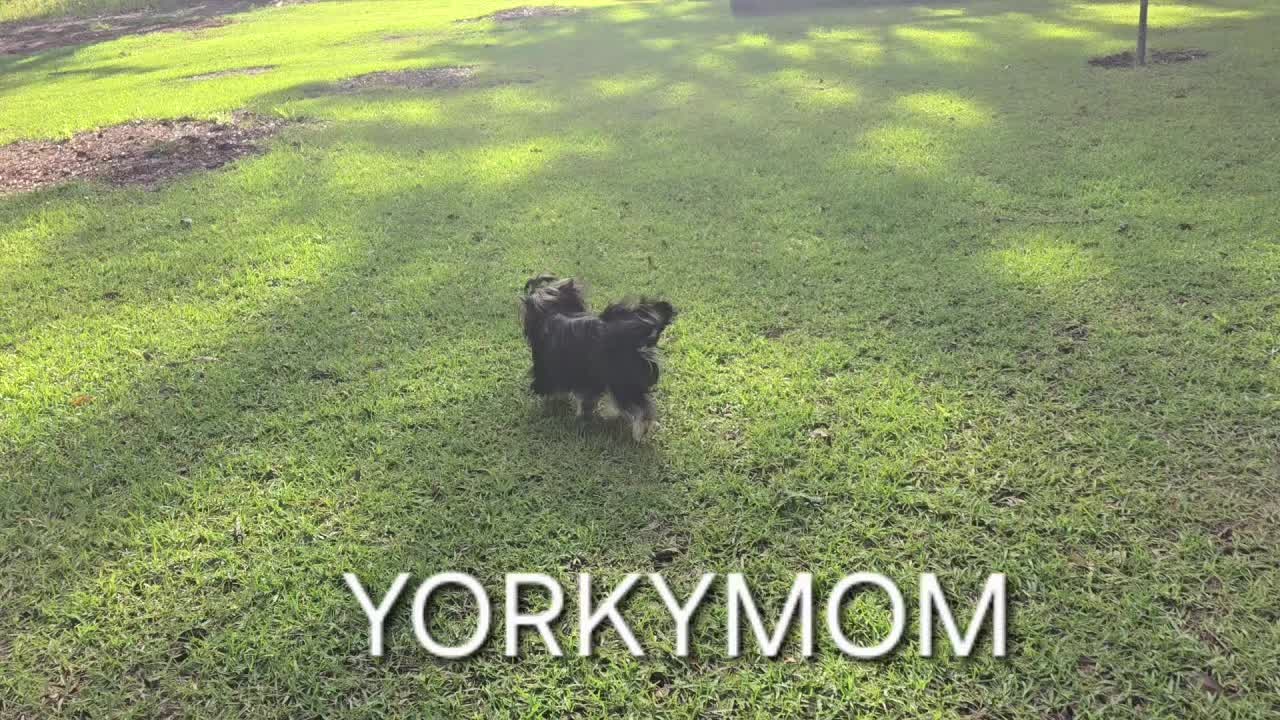 @theYorkymom