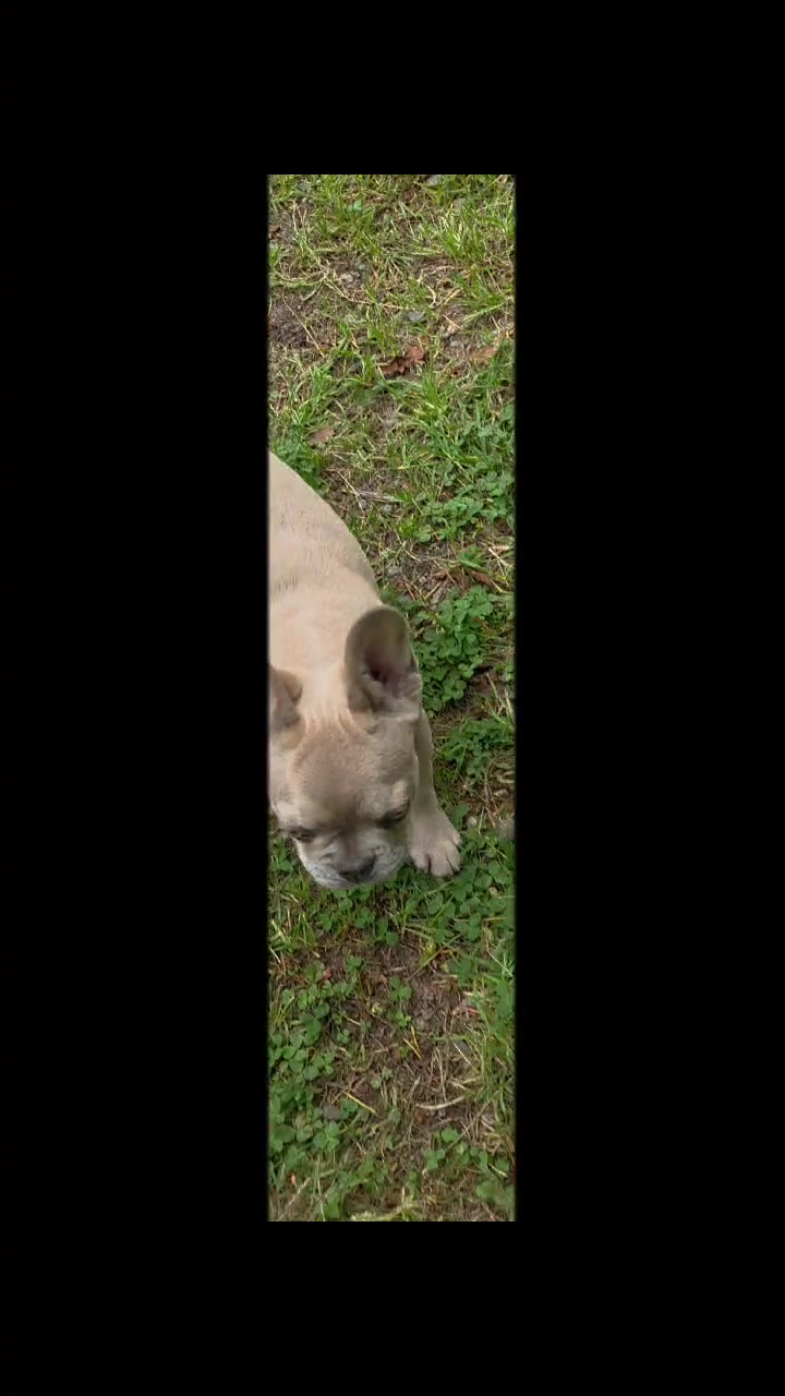 @bkrfrenchies