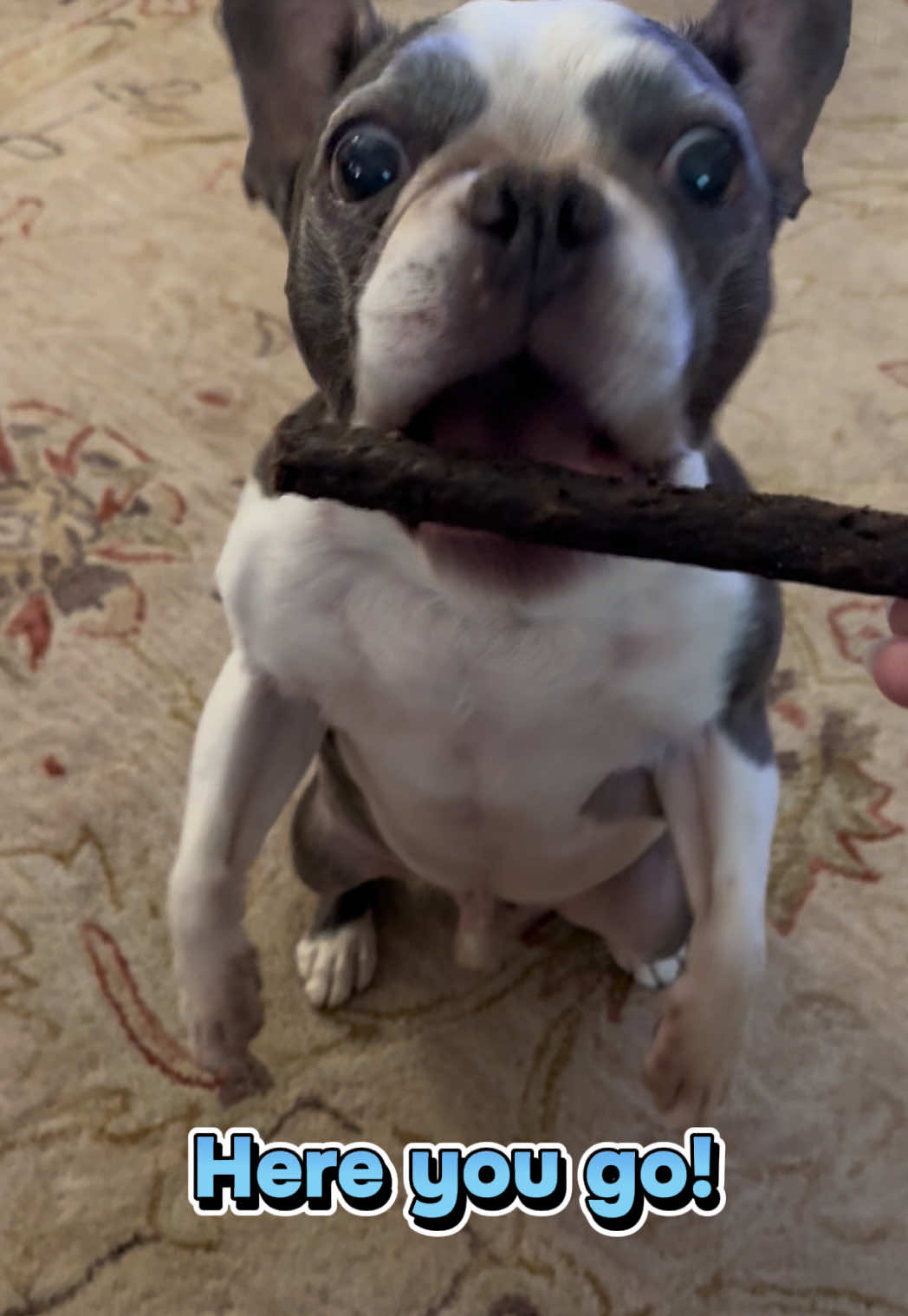@Hugo_the_Frenchton
