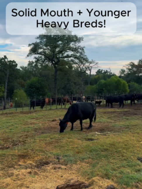 @Rutherford Land and Cattle