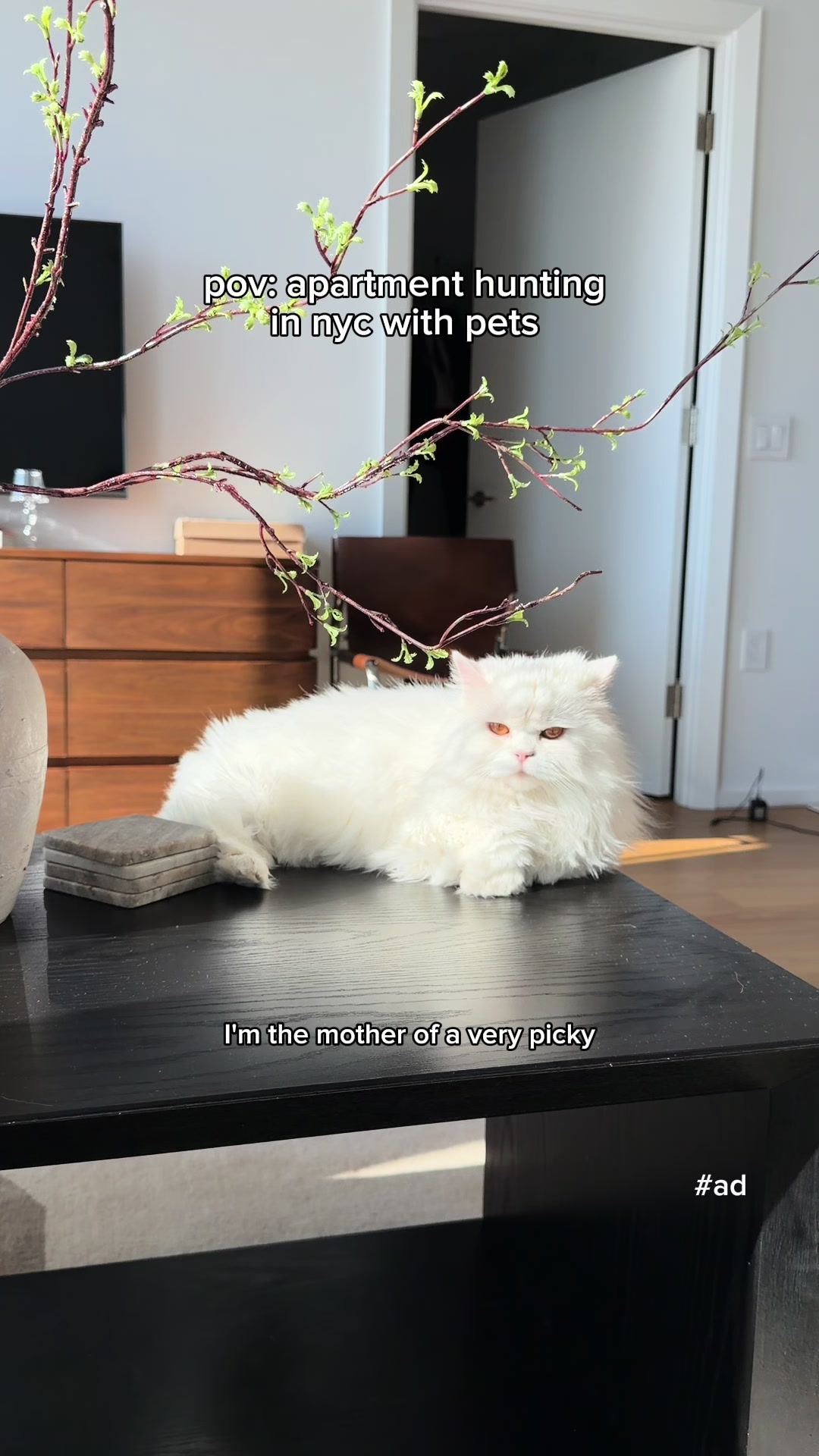 @Cleo the City Kitty