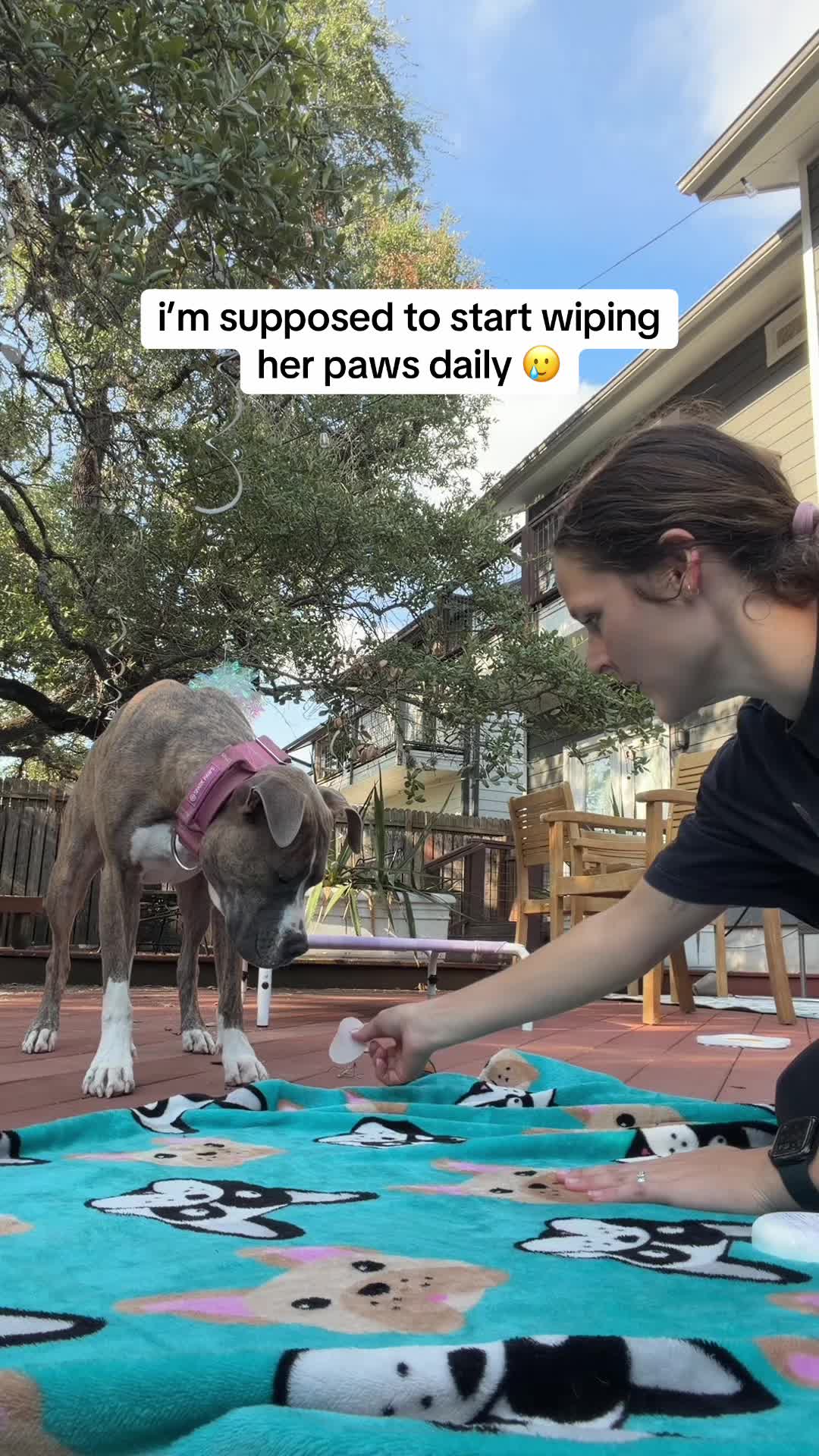 @Abby KPA-CTP | Dog Trainer