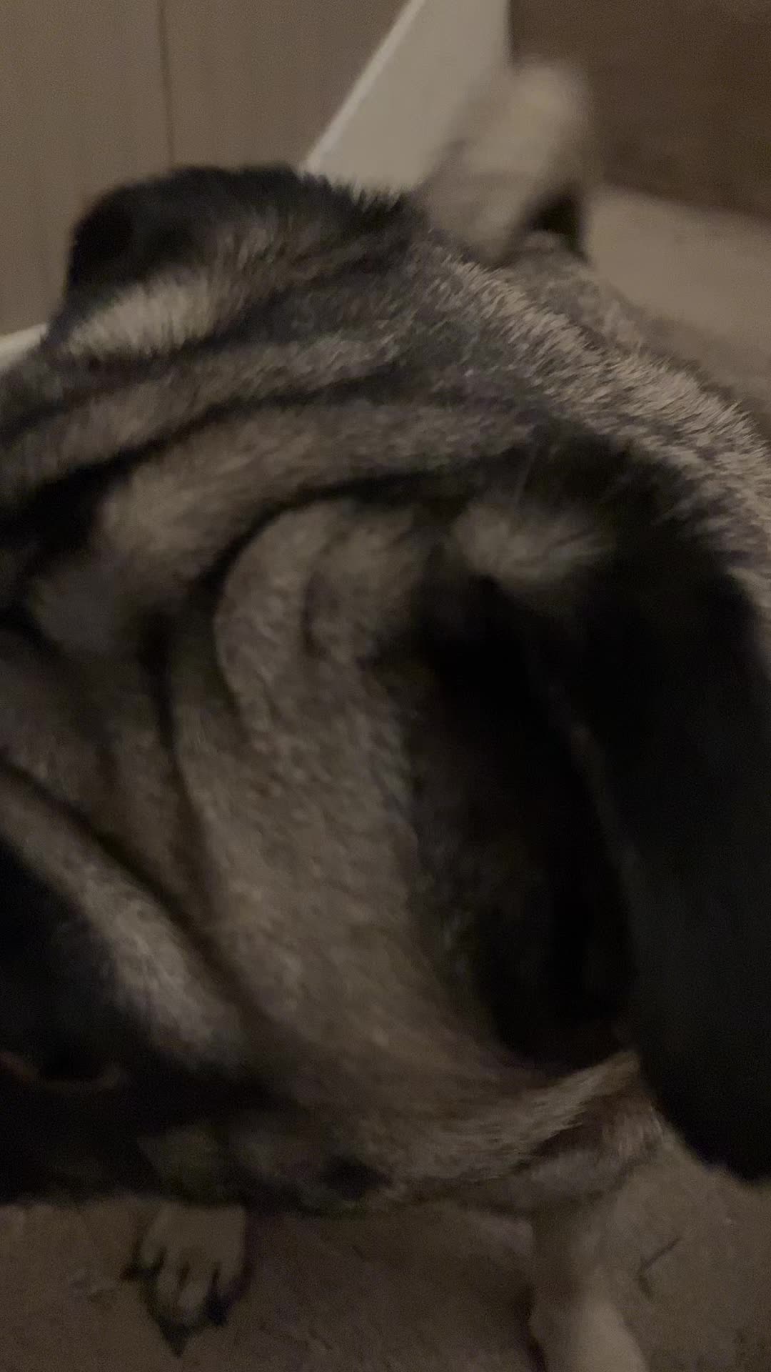 @Pippa&syd