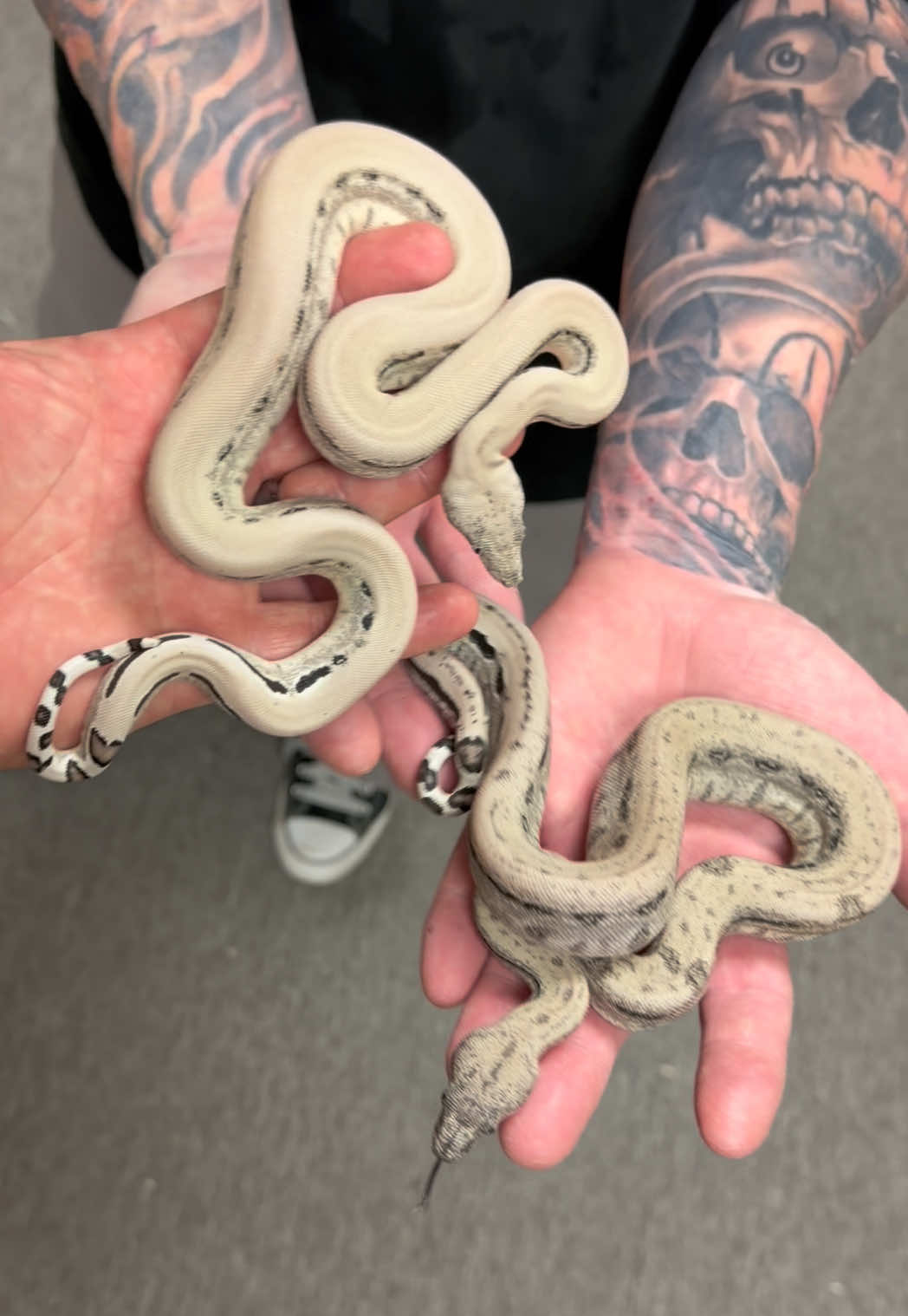 @Snake Country