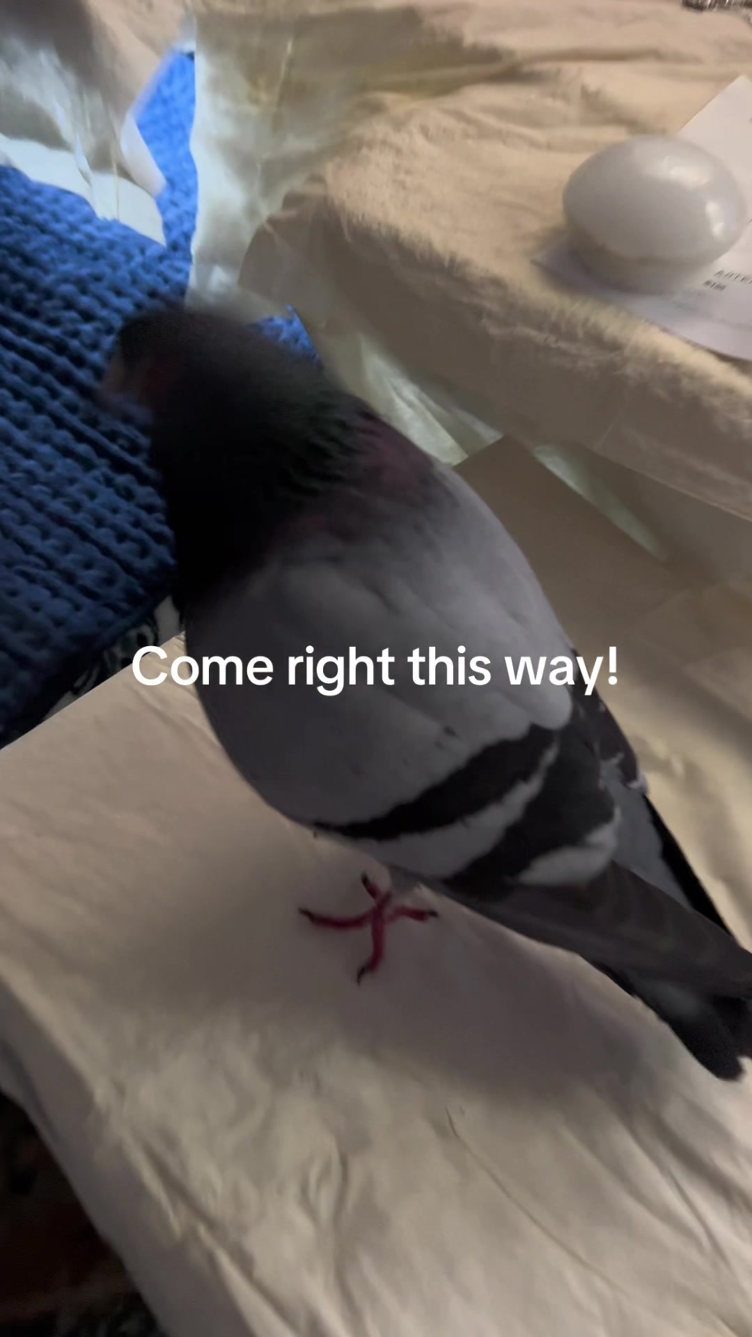 @Beebee The Pigeon